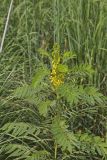 Maryland Senna, Senna marilandica