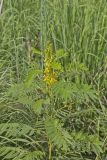 Maryland Senna, Senna marilandica