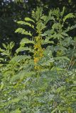 Maryland Senna, Senna marilandica