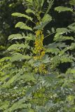 Maryland Senna, Senna marilandica