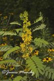 Maryland Senna, Senna marilandica