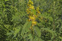 Marryland Senna, Senna marilandica