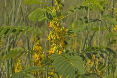 Marryland Senna, Senna marilandica Marryland Senna, Senna marilandica