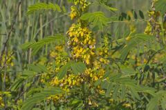 Marryland Senna, Senna marilandica Marryland Senna, Senna marilandica