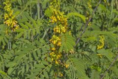 Marryland Senna, Senna marilandica