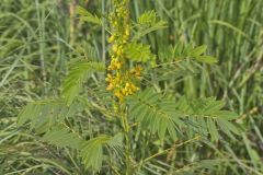 Marryland Senna, Senna marilandica Marryland Senna, Senna marilandica