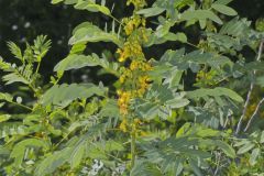 Marryland Senna, Senna marilandica Marryland Senna, Senna marilandica