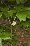 Mayapple, Podophyllum peltatum
