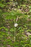Mayapple, Podophyllum peltatum