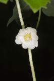 Mayapple, Podophyllum peltatum