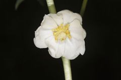 Mayapple