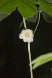 Mayapple, Podophyllum peltatum