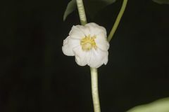 Berberidaceae, Barberry Family