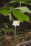 Mayapple, Podophyllum peltatum