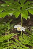 Mayapple, Podophyllum peltatum