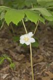 Mayapple, Podophyllum peltatum