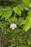 Mayapple, Podophyllum peltatum