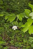 Mayapple, Podophyllum peltatum