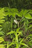 Mayapple, Podophyllum peltatum