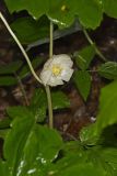 Mayapple, Podophyllum peltatum