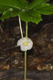 Mayapple, Podophyllum peltatum