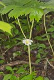 Mayapple, Podophyllum peltatum