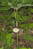 Mayapple, Podophyllum peltatum