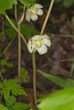 Mayapple, Podophyllum peltatum