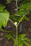 Mayapple, Podophyllum peltatum