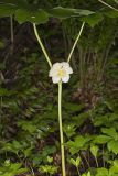 Mayapple, Podophyllum peltatum