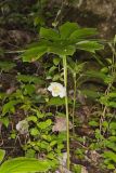 Mayapple, Podophyllum peltatum