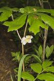 Mayapple, Podophyllum peltatum
