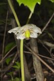 Mayapple, Podophyllum peltatum