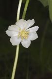 Mayapple, Podophyllum peltatum