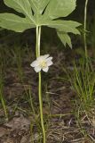Mayapple, Podophyllum peltatum