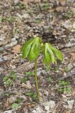 Mayapple, Podophyllum peltatum