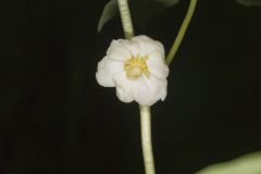 Mayapple, Podophyllum peltatum