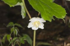 Mayapple, Podophyllum peltatum