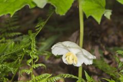 Mayapple, Podophyllum peltatum