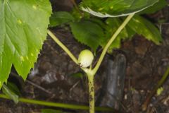 Mayapple, Podophyllum peltatum