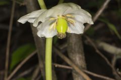 Mayapple, Podophyllum peltatum