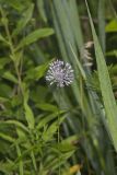 Meadow Garlic, Allium canadense