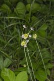 Meadow Garlic, Allium canadense