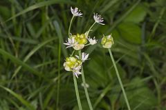 Meadow Garlic