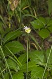 Meadow Garlic, Allium canadense