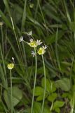 Meadow Garlic, Allium canadense