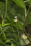 Meadow Garlic, Allium canadense