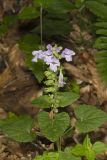 Meehan's Mint, Meehania cordata