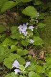 Meehan's Mint, Meehania cordata