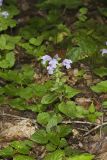 Meehan's Mint, Meehania cordata
